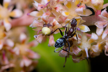 an ant on mango flowers. A macro or close-up photo. 
