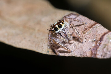 Obraz premium A macro photo of a cute jumping spider on a leaf
