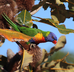 Rainbow lorikeet