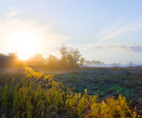 summer forest glade at the sunrise, early morning natural landscape