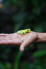 Vertical closeup of Agalychnis callidryas, the red-eyed tree frog on the man's hand.