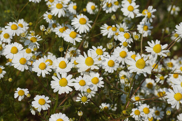 Flowers in the field of chamomile (Matricaria chamomilla, Matricaria recutit). Family Asteraceae. June, Netherlands.