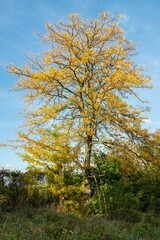 Fototapeta premium Yellow tree with hunter's lookuot