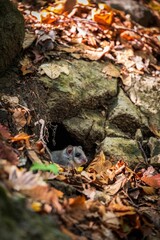 Dormouse in its nest
