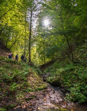 Hikers by a creek in the forest