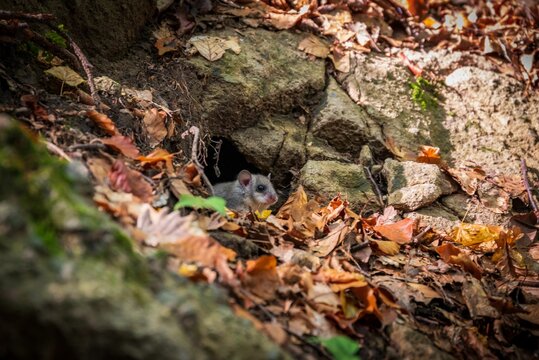 A young European edible dormouse