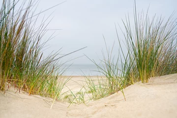 Fotobehang Noordzee, Nederland Beach view from the path sand between the dunes at Dutch coastline. Marram grass, Netherlands. The dunes or dyke at Dutch north sea coast