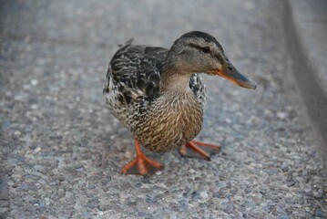 Female mallard duck on the ground