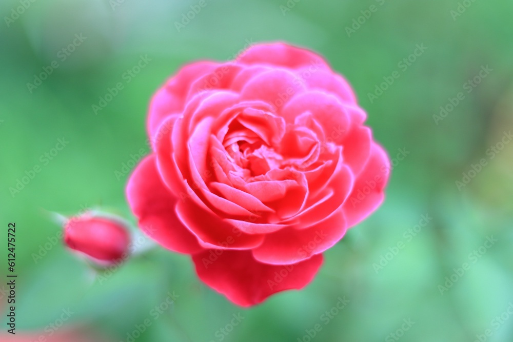 Sticker closeup of a vibrant pink rose growing in a lush green garden