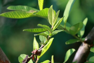 Closeup of lush green plants illuminated by daylight with a few leaves still attached to its stem