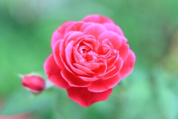 Closeup of a vibrant pink rose growing in a lush green garden