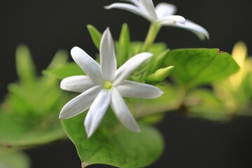 Closeup of white Arabian jasmine flowers in a garden