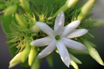 Closeup of white Arabian jasmine flowers in a garden