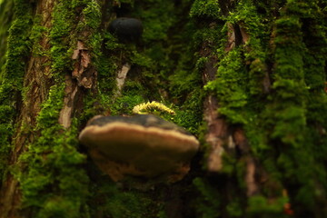 Closeup of a mushrooms, growing on a tree trunk, covered in moss.