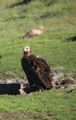 Cinereous vulture standing and looking around in the wilderness