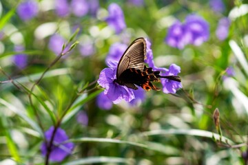 Closeup of a spangle butterfly collecting pollen from a beautiful purple flower