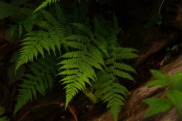 Close-up of a fern leaves.