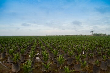 Fototapeta na wymiar View of palm old seed field.