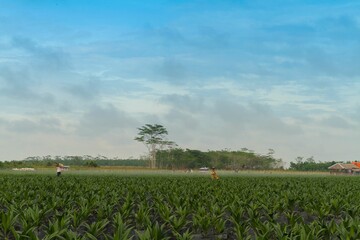 View of palm oil seed field.