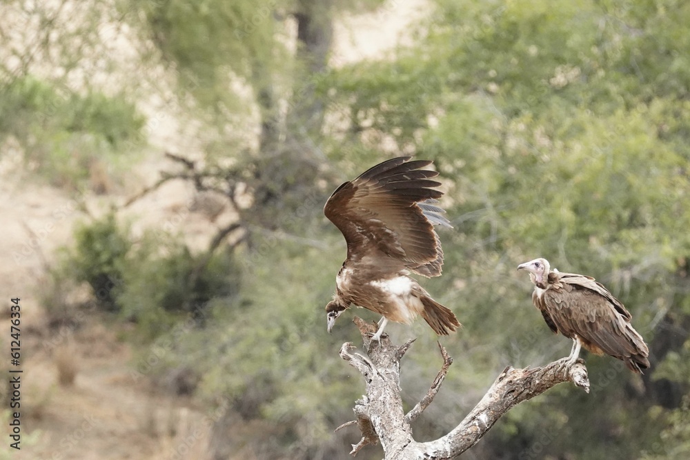 Poster Closeup of griffons perched on a tree branch