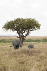 Naklejka premium Beautiful shot of an elephant with its calf walking in the field on a single tree background