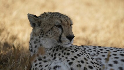 Naklejka na ściany i meble Beautiful portrait of a cheetah lying on a field in its natural inhabitant
