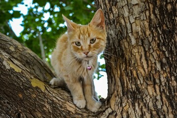 Naklejka na ściany i meble Closeup of a yellow cat on a tree
