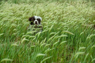 Selective of a Border collie puppy playing in the green grass