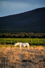Obraz premium White horse grazing in a paddock on the sunrise