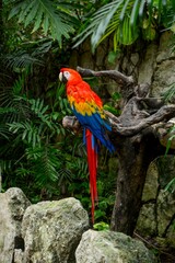 Selective of scarlet macaw (Ara macao) parrot in a tropical forest