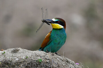 European bee-eater (Merops apiaster) with Black-tailed skimmer (Orthetrum cancellatum) as prey // Bienenfresser mit Großem Blaupfeil als Beute 