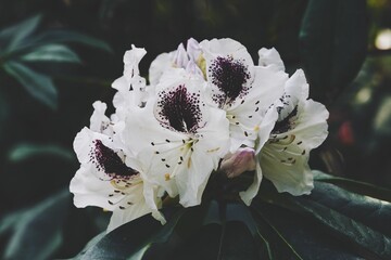 Closeup of a black and white Rhododendron flower,  Rhododendron arboreum