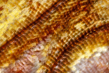 Super macro magnification of butterfly wings and its colorful scales details