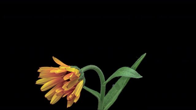 Timelapse of calendula flower blooming on black background.