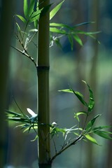 Closeup of growing bamboo bark