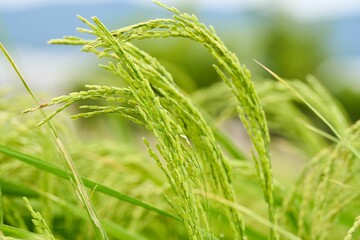 Closeup shot of Asian rice growing in the field on a sunny day