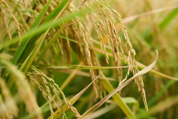 Closeup shot of Asian rice growing in the field on a sunny day