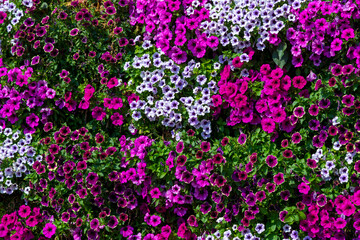 Fototapeta premium Abstract magenta colored floral background. Group of various bright purple colored Petunia flowers grows on flowerbed in a sunny day. Soft focus. Copy space for your text. Landscaping heme.
