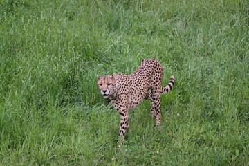 Guepardo 