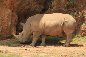 Obraz premium Rinoceronte 