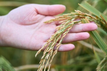 Closeup shot of a woman hand touching the Asian rice