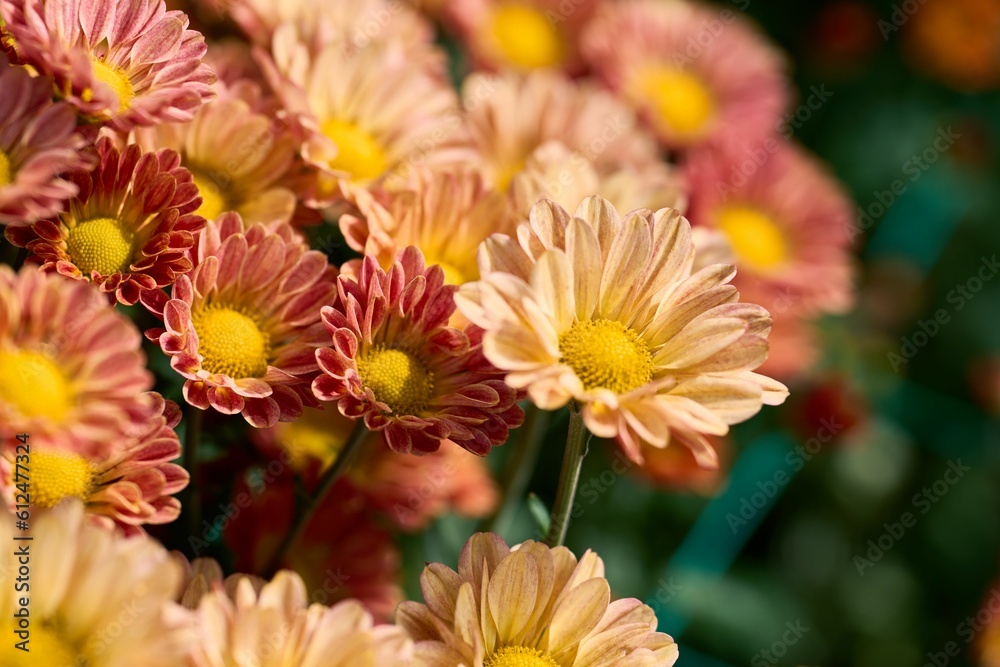 Sticker closeup of pink chrysanthemum flowers in a garden