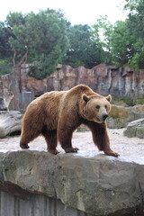 Obraz premium Oso pardo