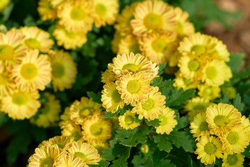Closeup shot of blooming yellow chrysanthemum indicum flowers in a garden