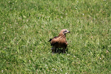 Aguila