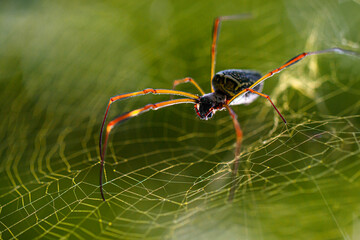 Glowing Orange-Legged Spider Sinister Elegance in a Web of Intrigue