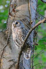 barred owl bird