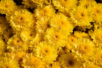 Closeup of yellow flowers in a garden