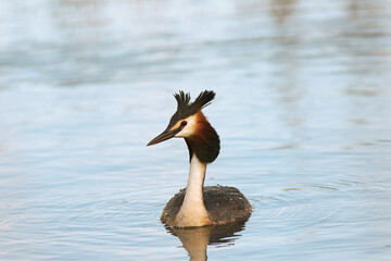 great crested grebe swimming on water surface