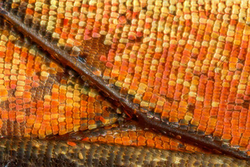 Super macro magnification of butterfly wings and its colorful scales details